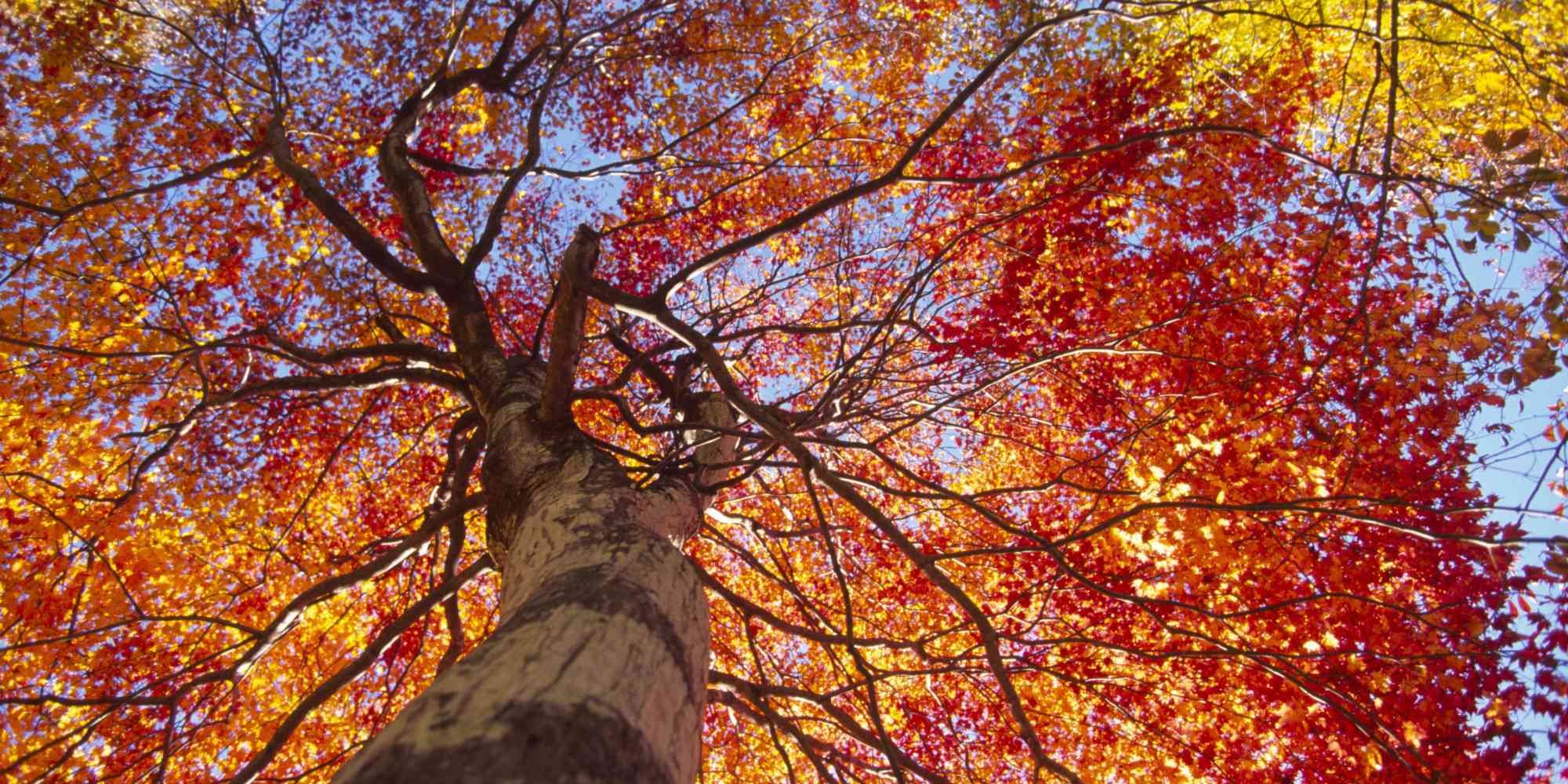 Fall season an opportune time to build a custom home Thompson Communities Custom Homes and Renovations